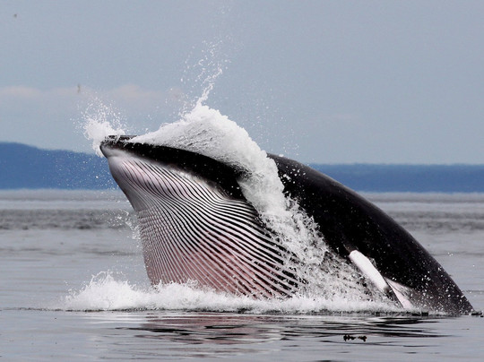 Meriscope-Portneuf-sur-Mer必去景点