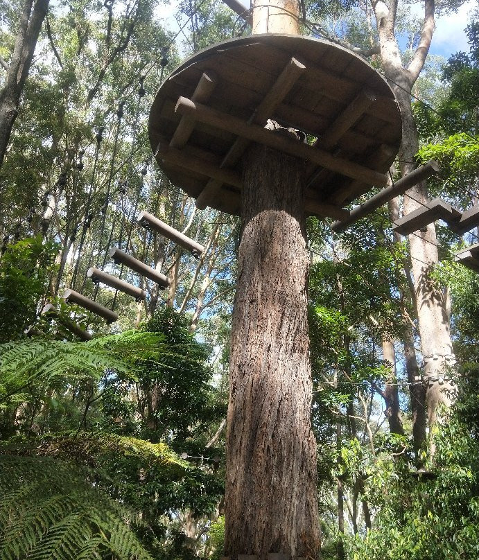 Treetops Adventure Coffs Harbour-科夫斯港必去景点