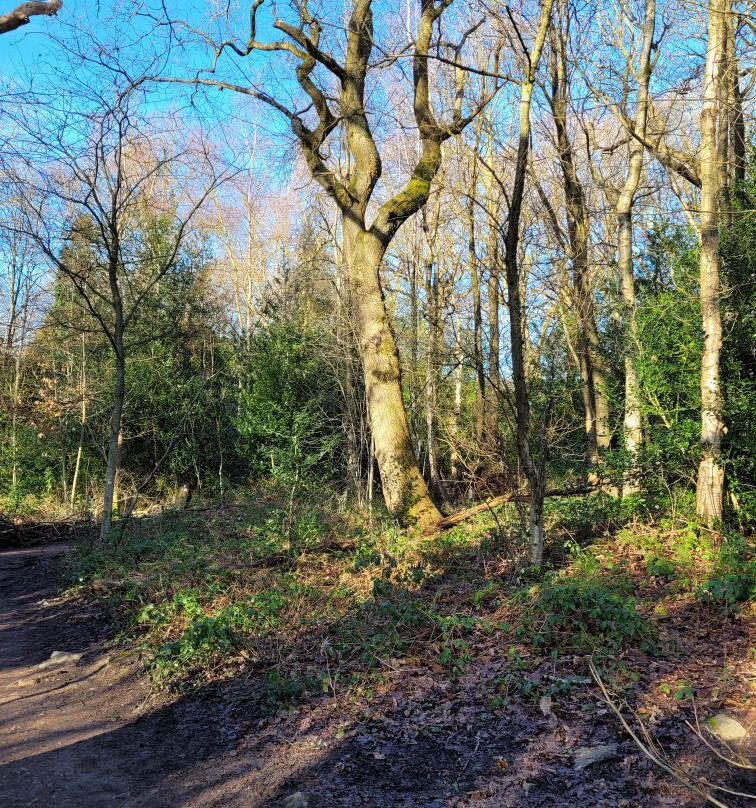 Ecclesall Woods-谢菲尔德必去景点