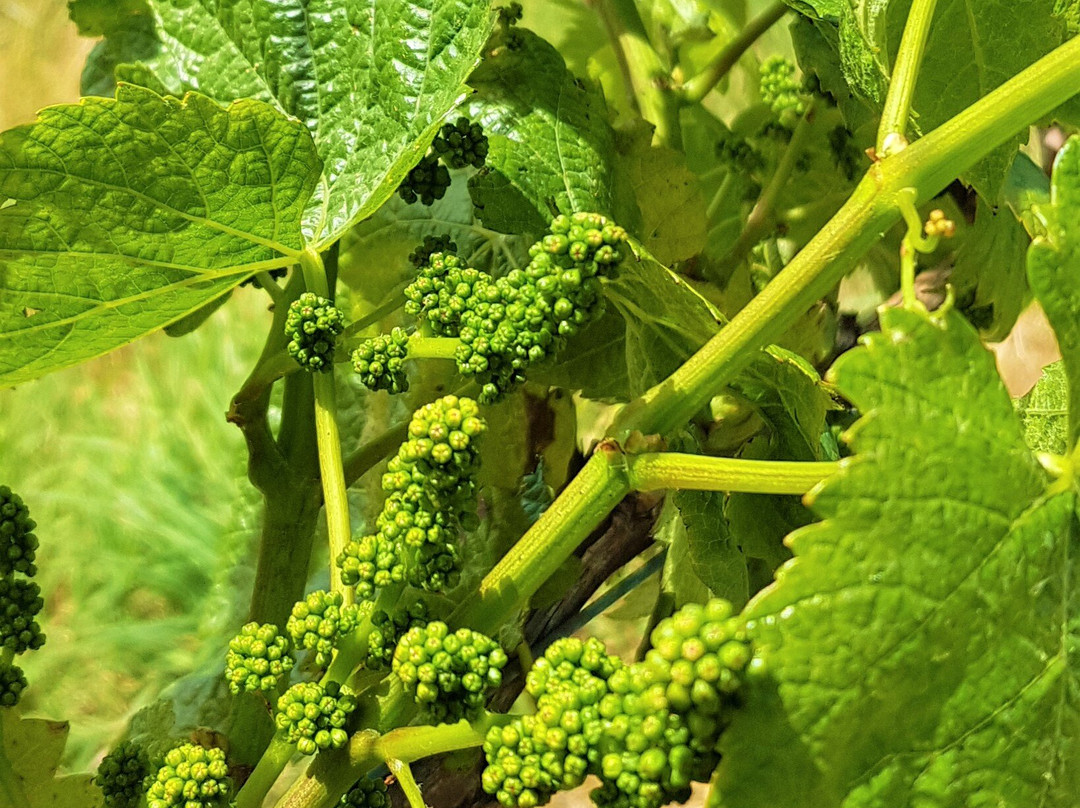 Cabbage Tree Hill Wines-Beaconsfield必去景点