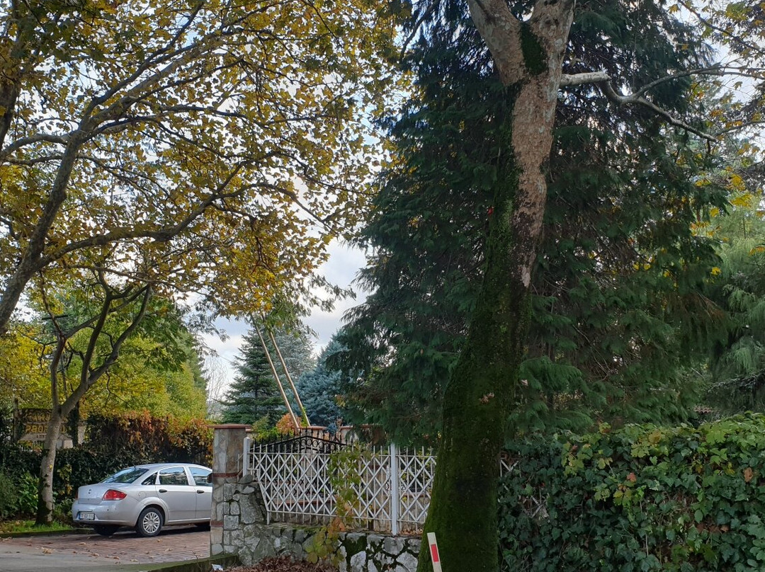 Karaca Ağaç Parkı-Yalova必去景点
