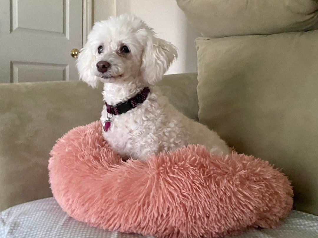 Woof Gang Bakery & Grooming-Longwood必去景点