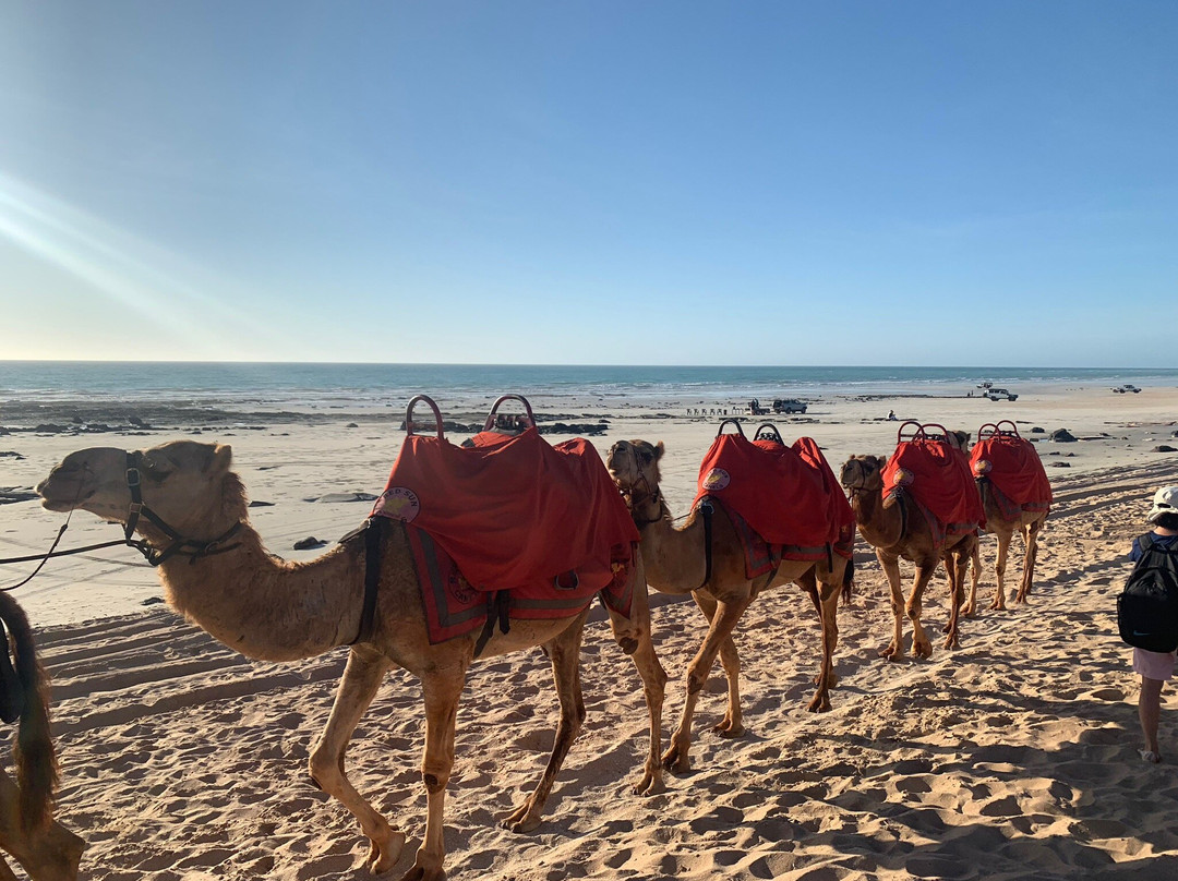 Red Sun Camels景点图片