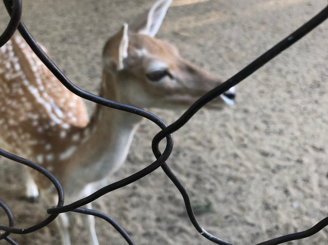 Tashkent Zoo-塔什干必去景点