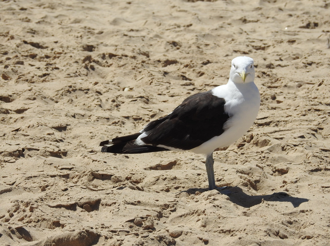 Plettenberg Beach-普利登堡湾必去景点