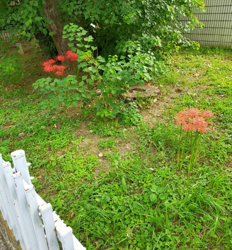 National Medicinal Herb Garden Trace-春日部市必去景点