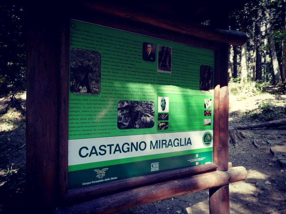 Castagno miraglia景点图片