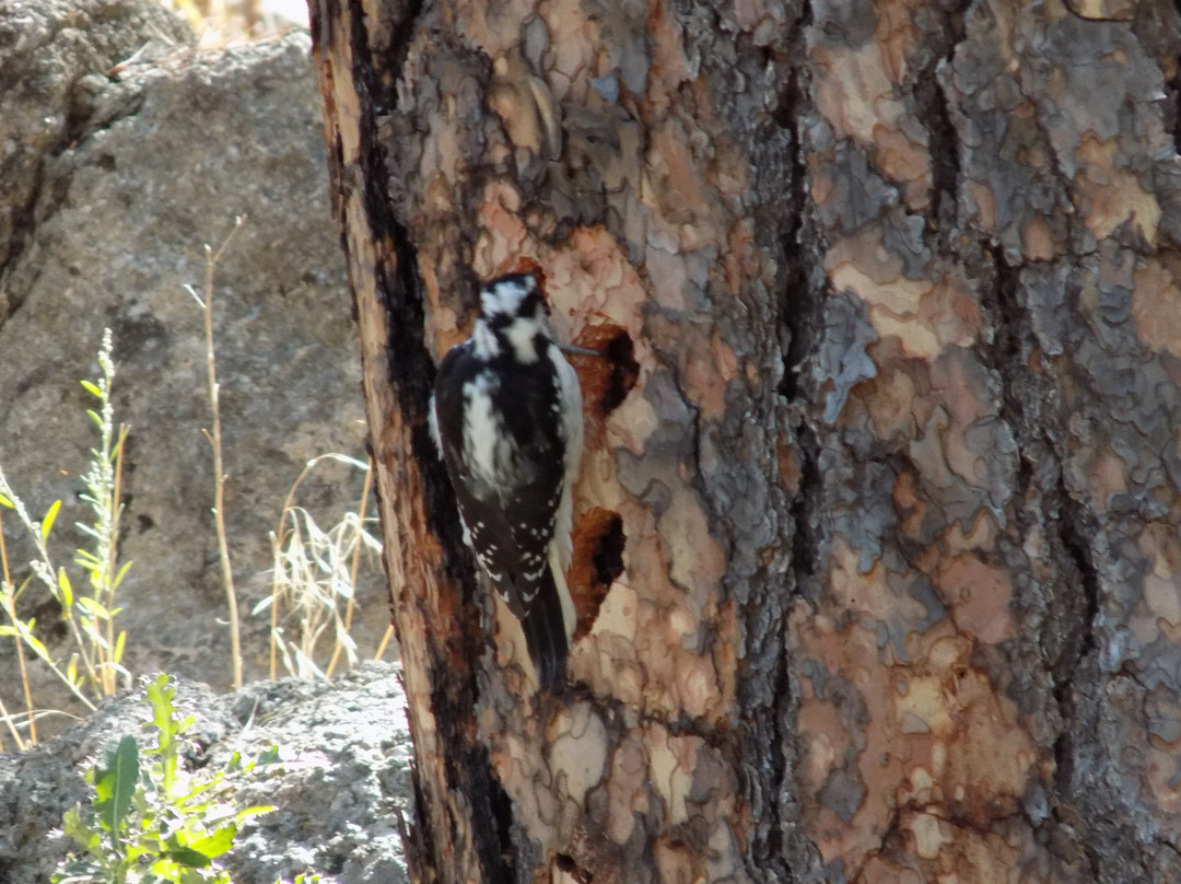 Tower Trail-Devils Tower必去景点