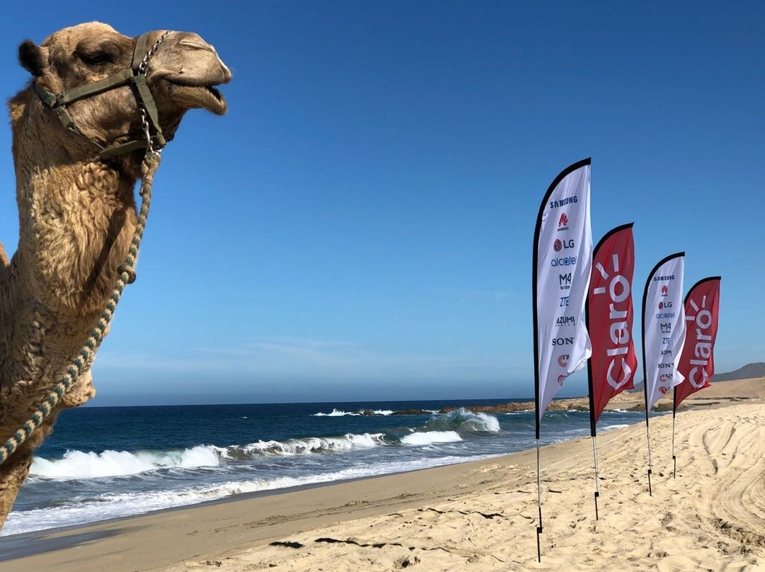 CABO EXPLORER TOURS-卡波圣卢卡斯必去景点