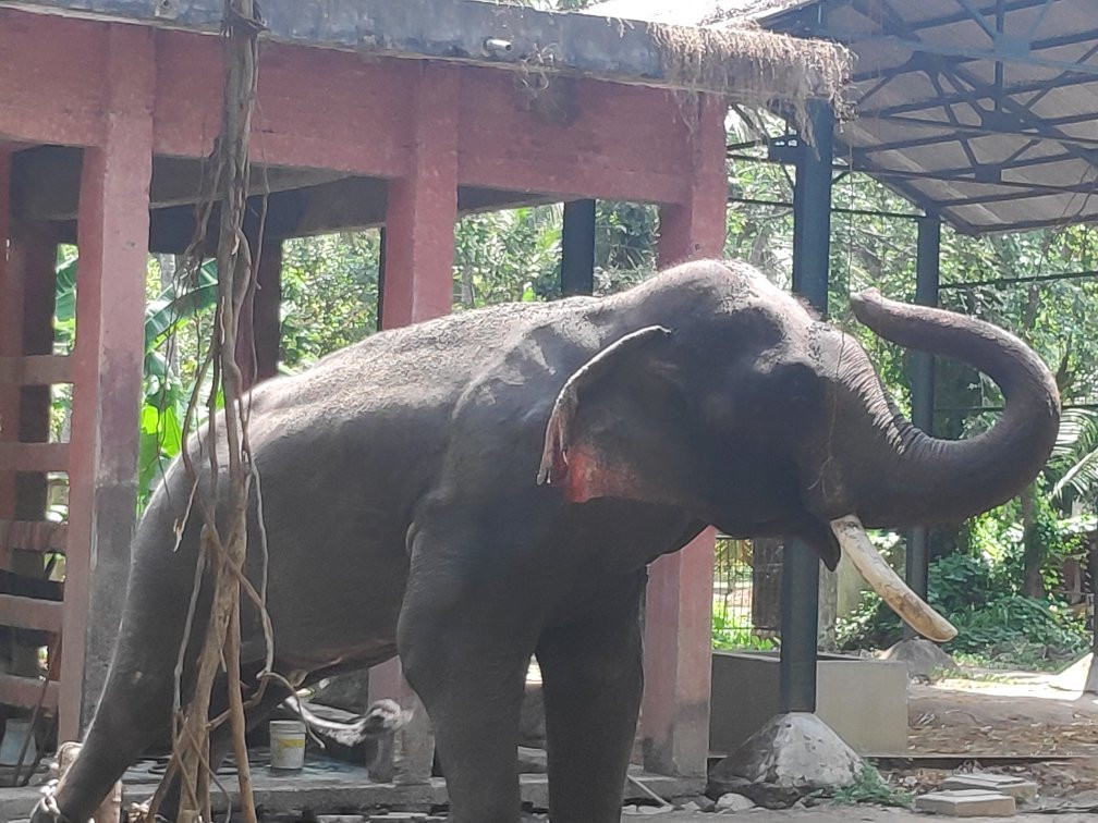 Elephant Camp Sanctuary景点图片