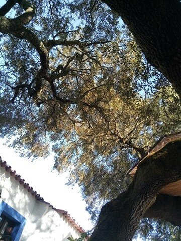 Monte do Serrado de Baixo主图