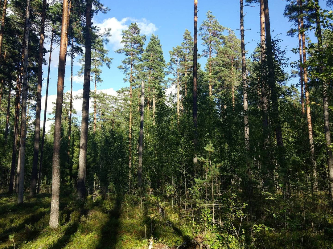 Tsvetkovo旅游攻略图片