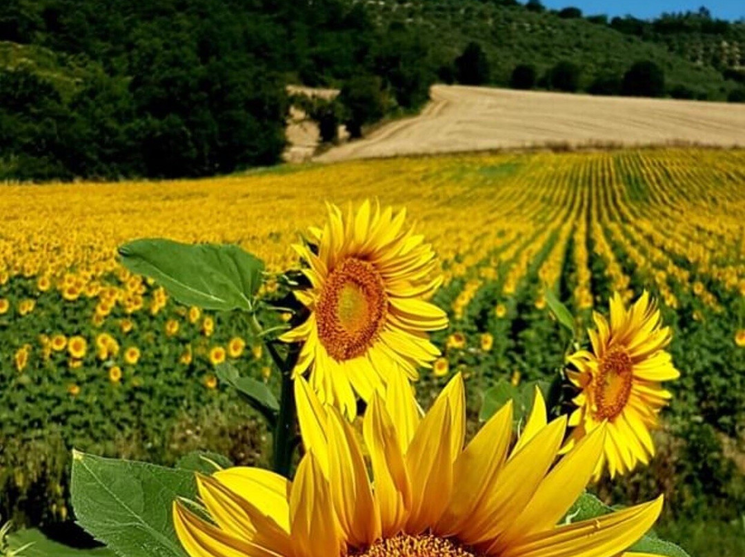 Le Ghiande Bed & Breakfast主图