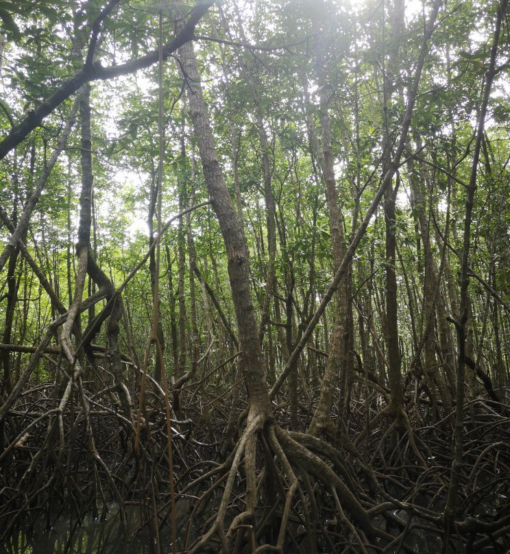 Salakphet Mangrove Walkway-桐艾必去景点