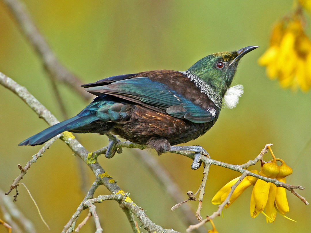 Bushy Park Homestead主图