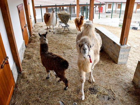 Winery Chukara-Tryavna必去景点