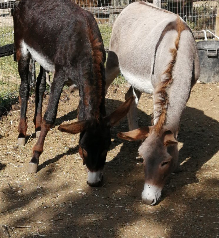 La Fattoria degli Animali景点图片