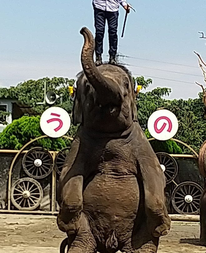 Ichihara Elephant Kingdom-市原市必去景点