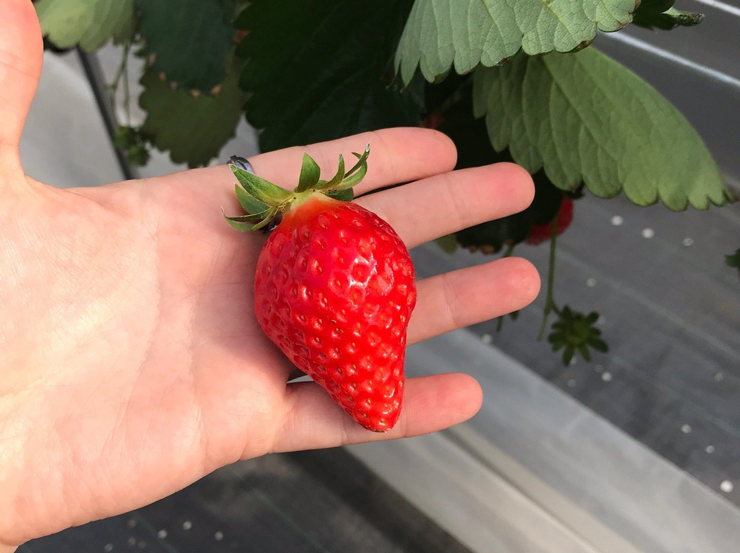 Ema Strawberry Picking Center-伊豆之国市必去景点