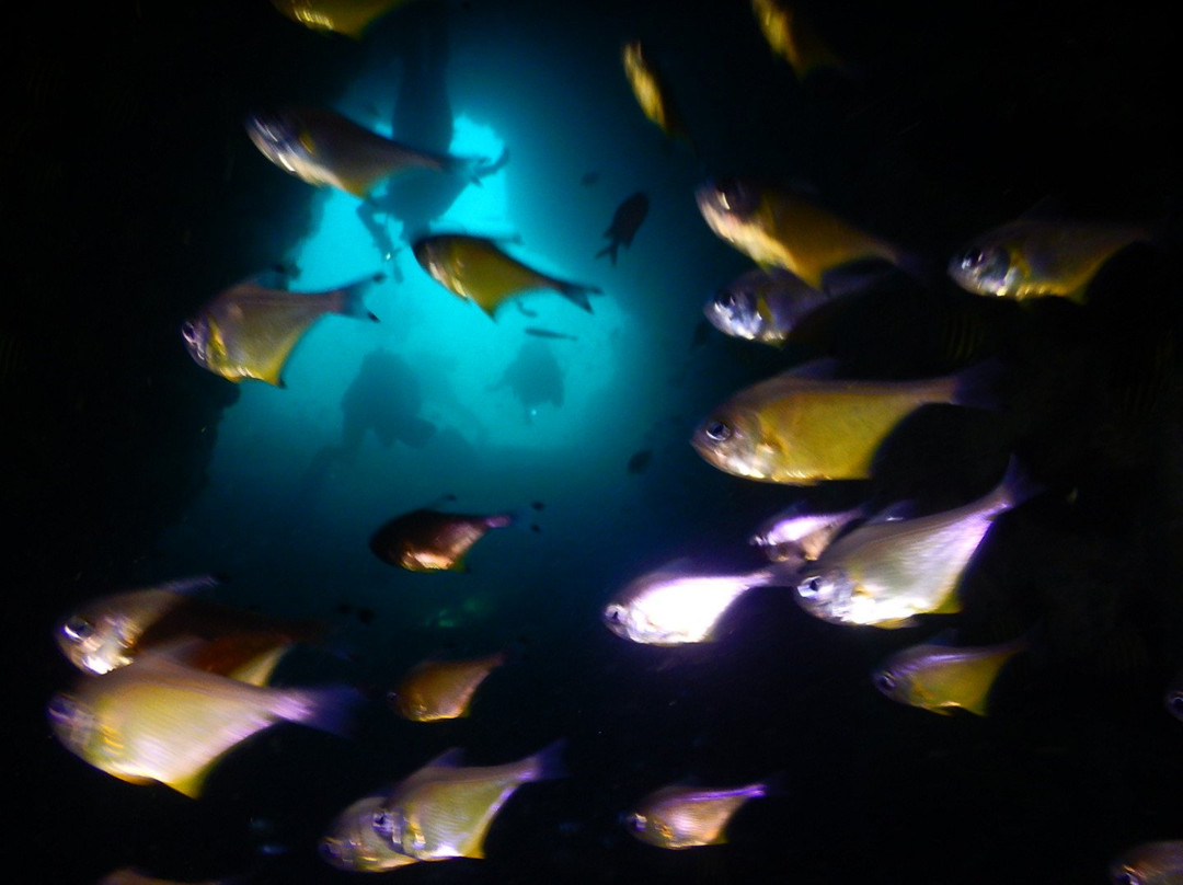 Fish Rock Dive Centre-西南岩必去景点