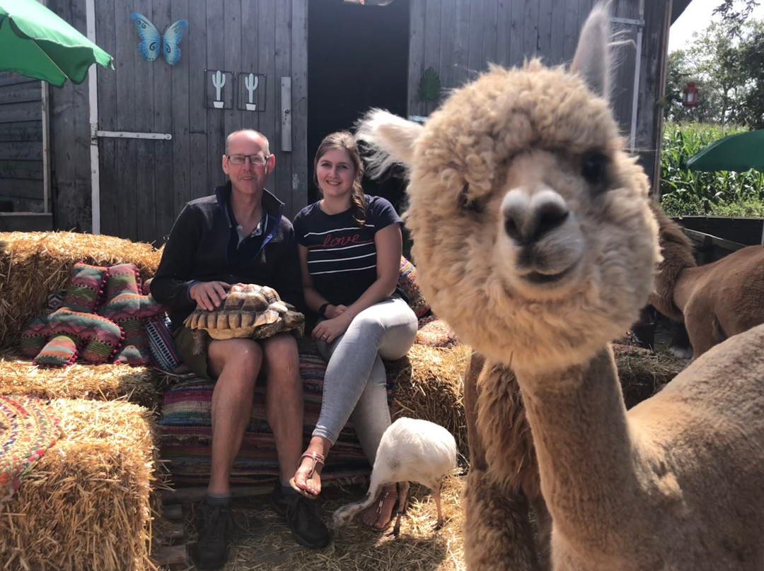 Alpaca Boerderij景点图片