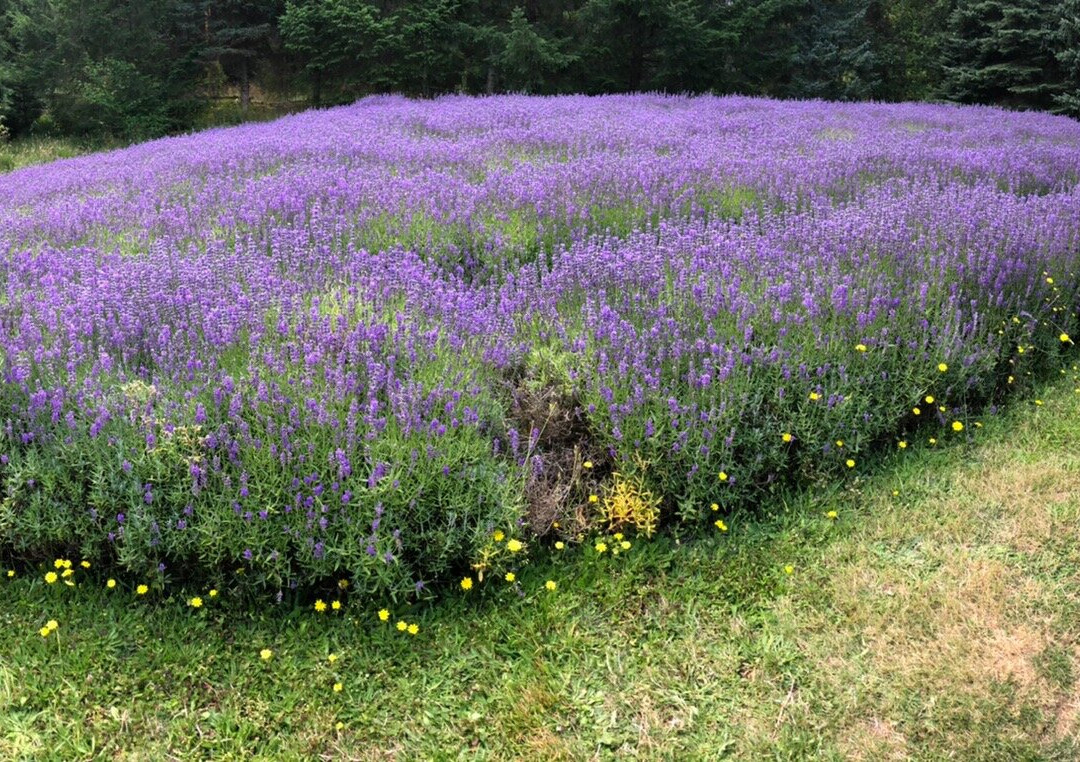 Sacred Mountain Lavender Farm景点图片