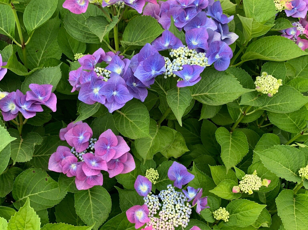 Botanical Garden Mellenthin景点图片
