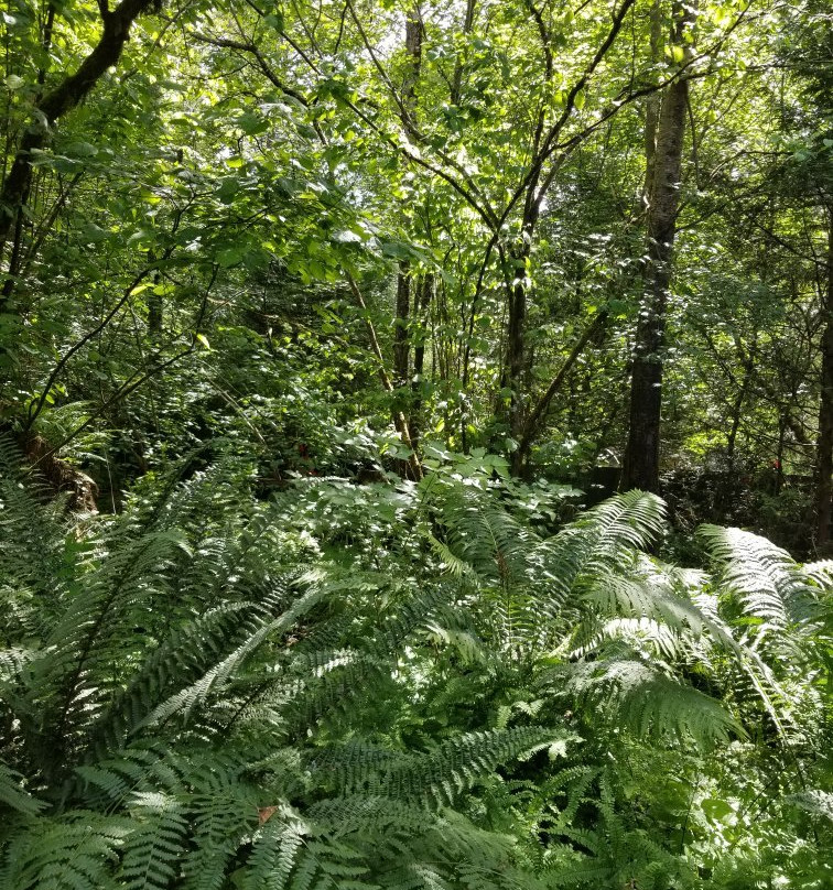 Bear Creek Park-素里必去景点