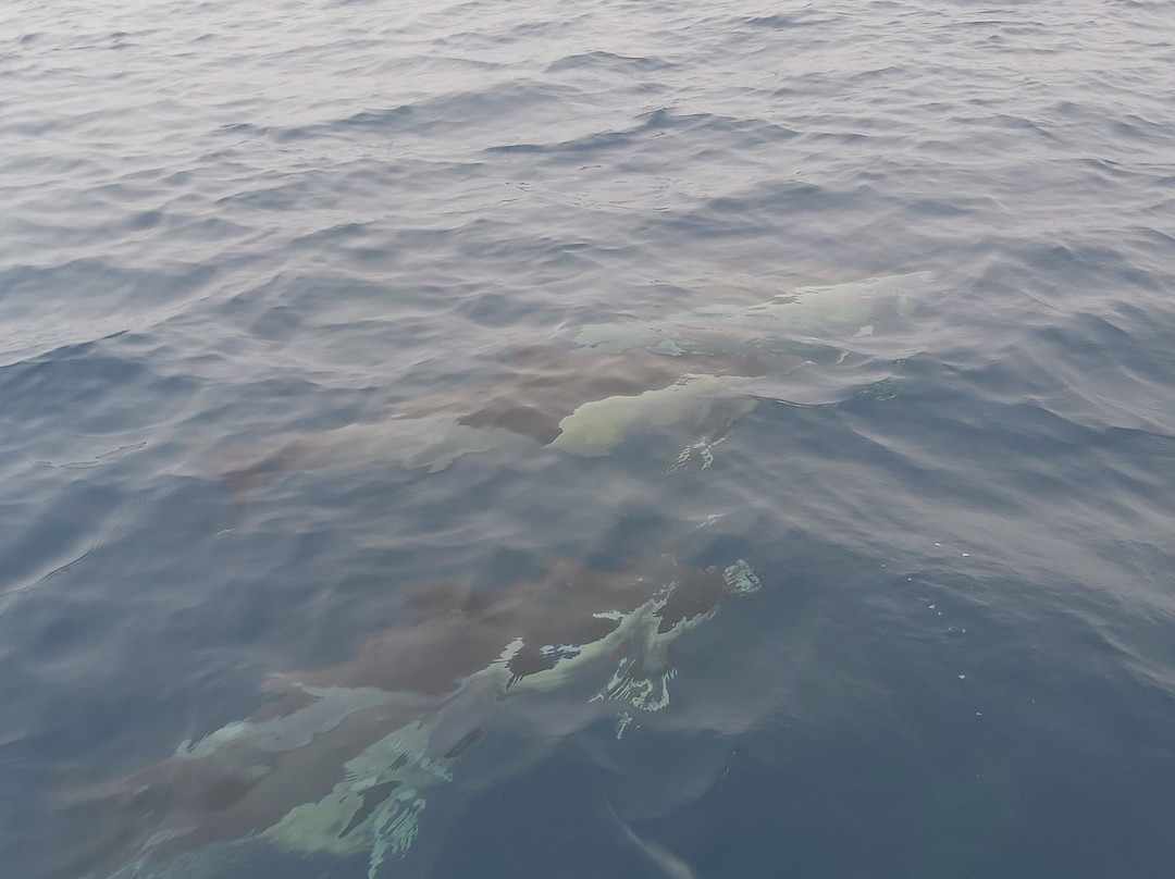 Ludyesfera-塞新布拉必去景点