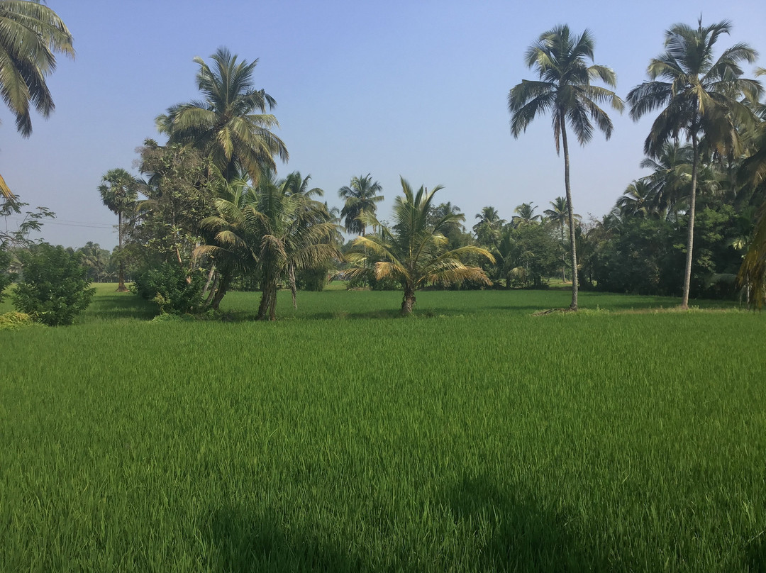 Kairali - The Ayurvedic Healing Village主图