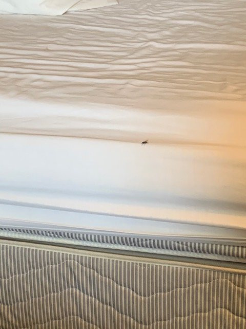 Sundown Motor Lodge主图