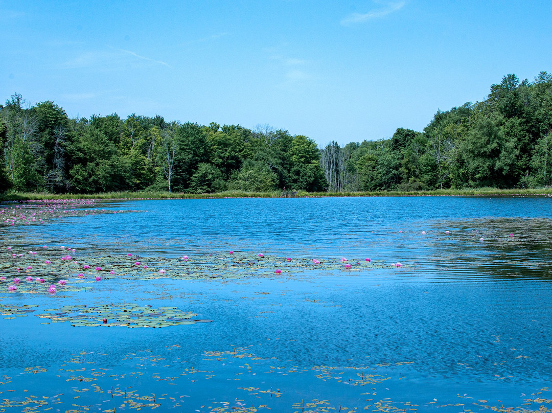 Reinstein Woods Nature Preserve景点图片