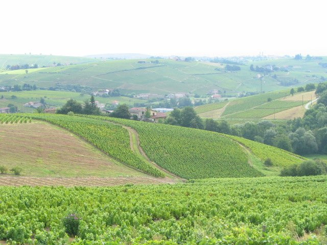 Domaine Lagneau Gerard et Didier (Vignoble, gite & chambre d'hote主图