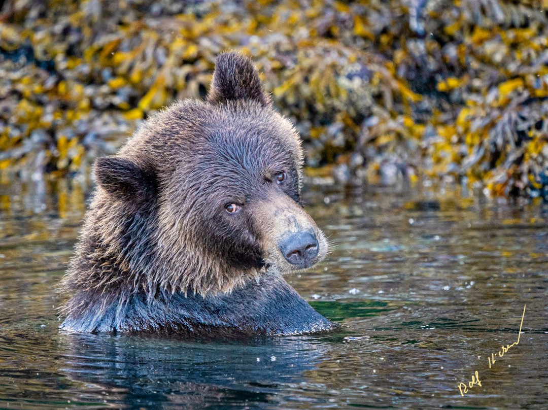 Vancouver Island Photo Tours景点图片