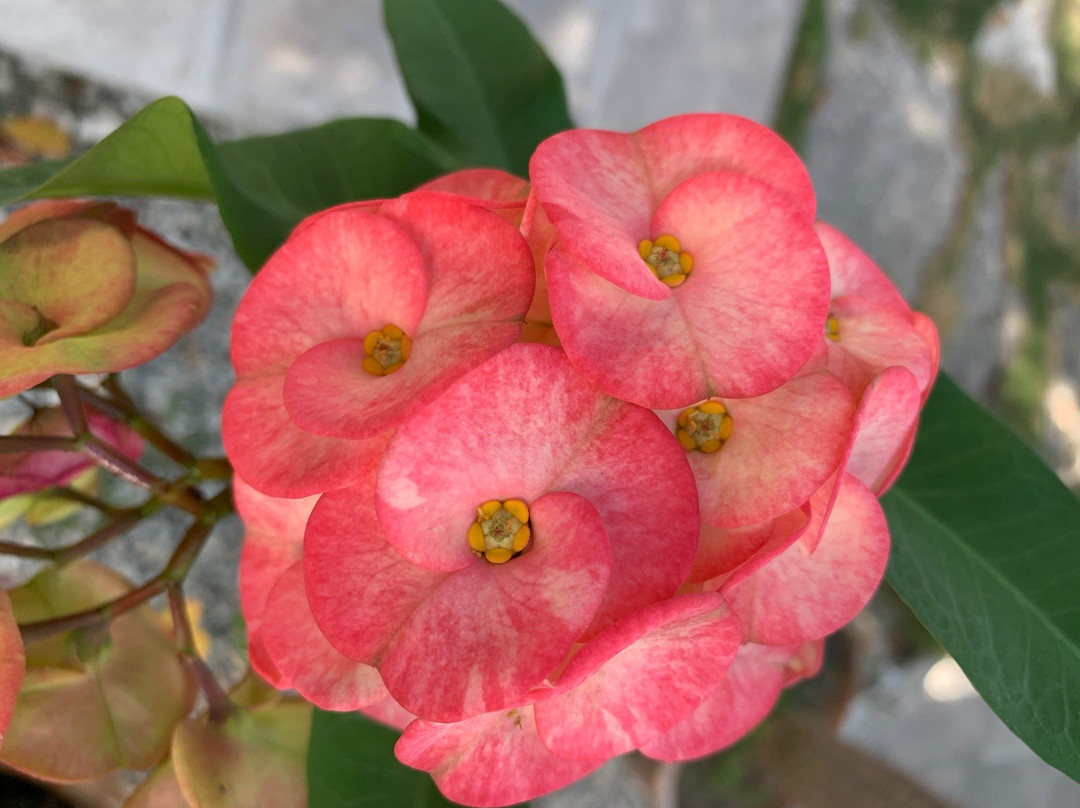 Bed & Breakfast Villa Escondida Cozumel主图