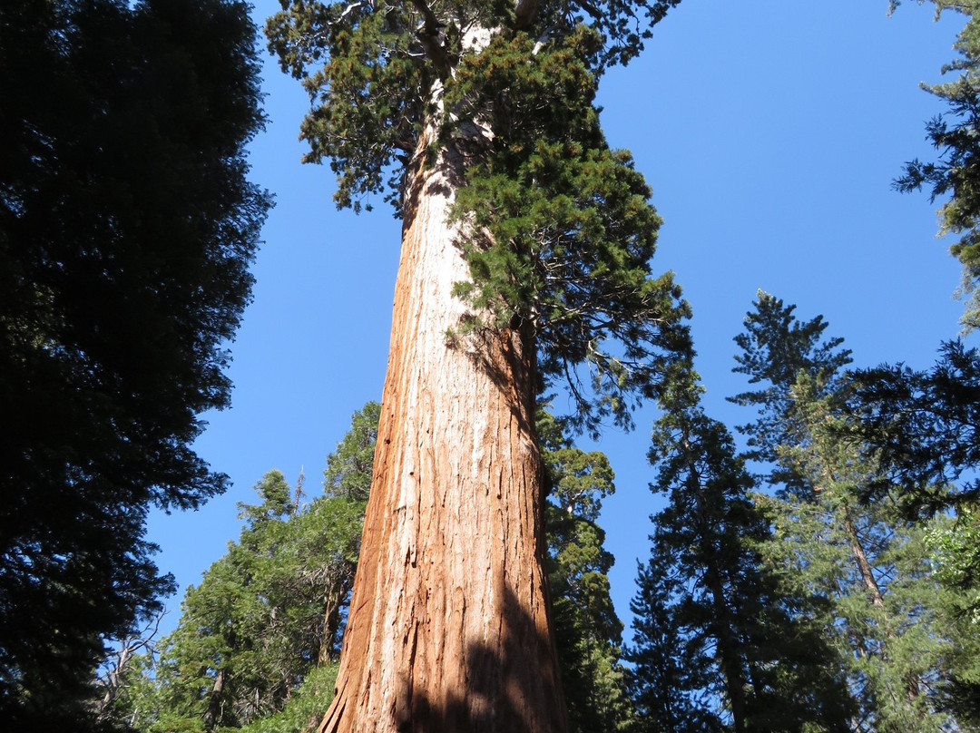General Grant Tree Trail-红杉&国王峡谷国家公园必去景点