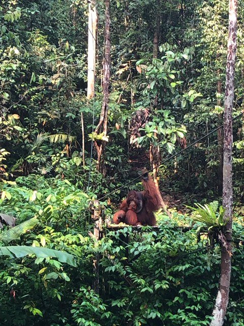 实蒙古野生动物护育中心-Siburan必去景点