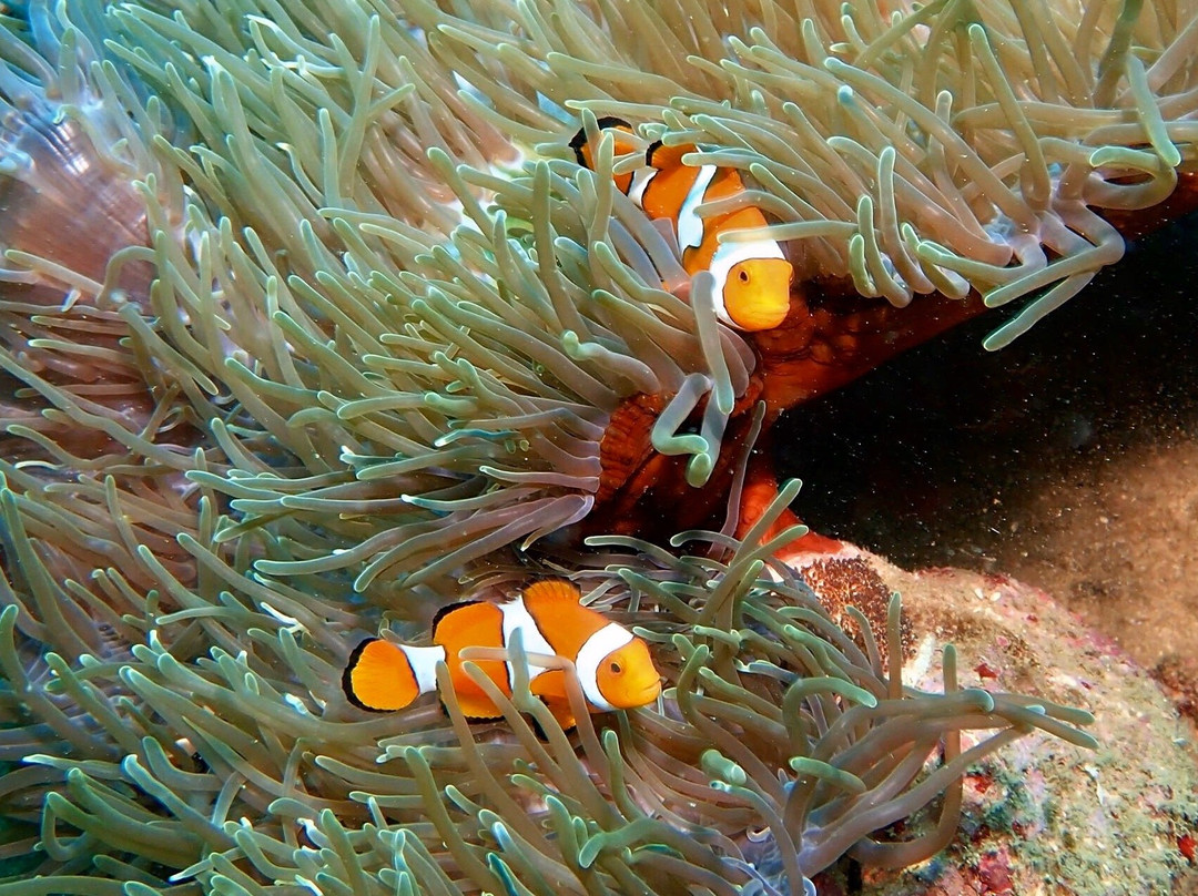 Niugini Dive Adventures-Madang必去景点