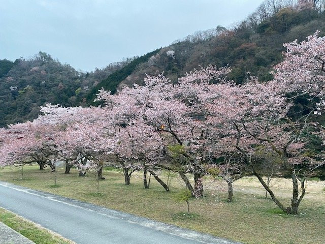 Kamitono Sakura Park景点图片