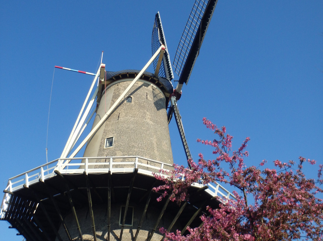 Red Lion Windmill (Molen De Roode Leeuw)-高德必去景点