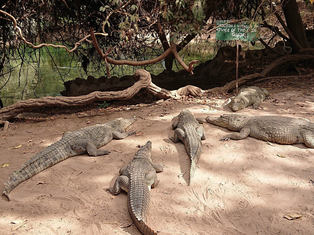 Kachikally Crocodile Pool景点图片