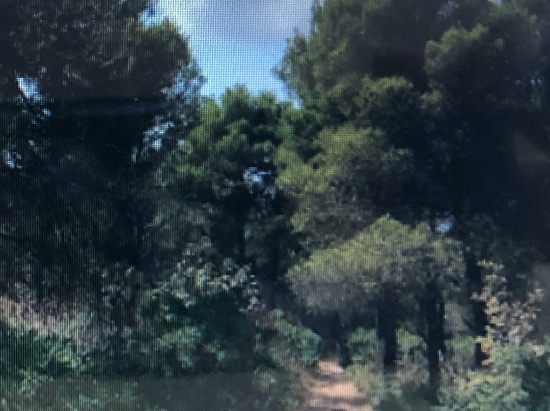 Bosco della Baronia