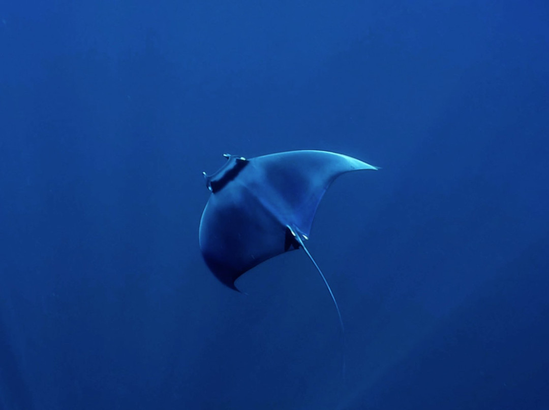 Iguana Divers-圣特雷莎必去景点