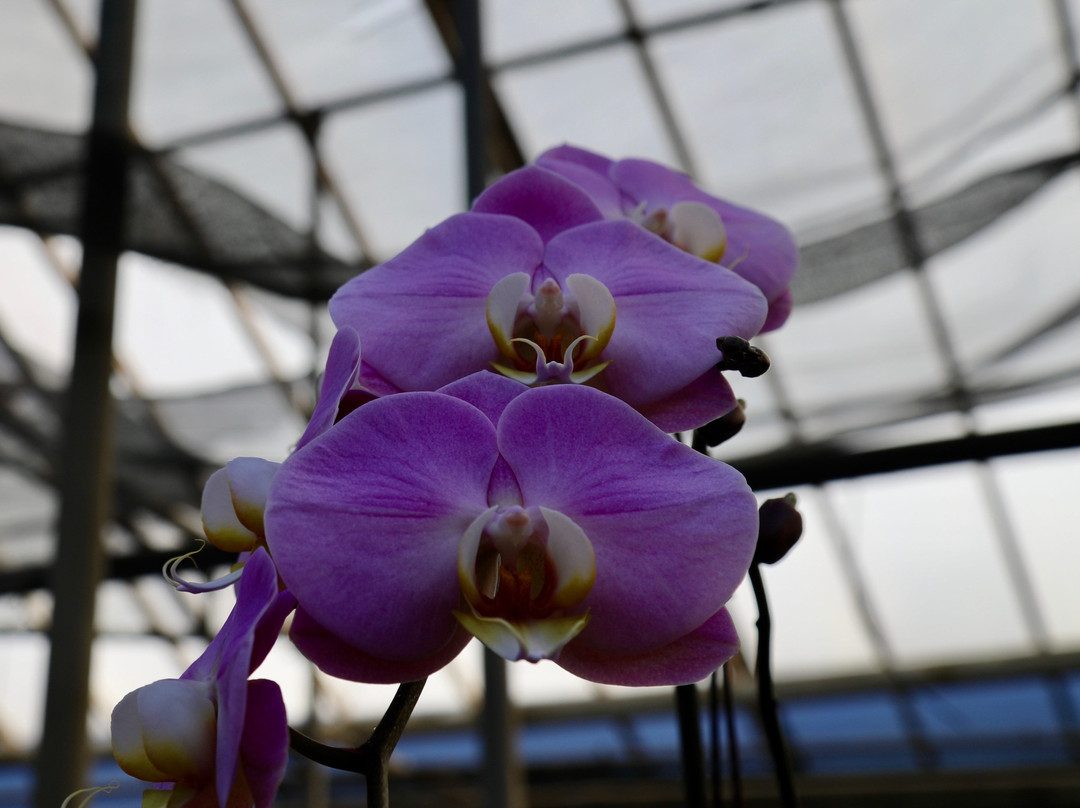 Orchids by Hausermann-Villa Park必去景点