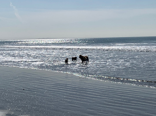 Coronado Dog Beach-科罗纳多必去景点