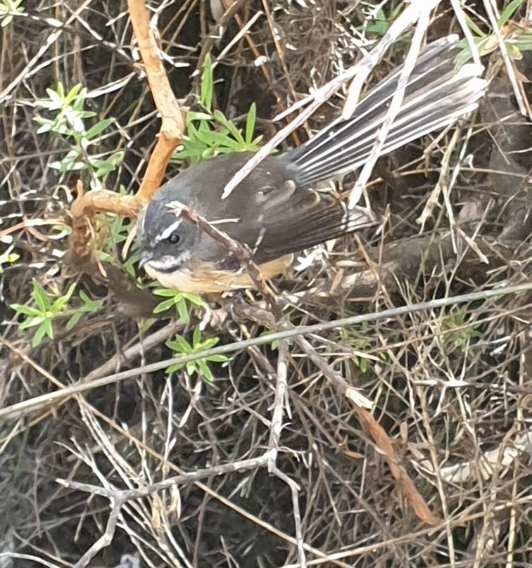 Gumdiggers Park-Awanui必去景点