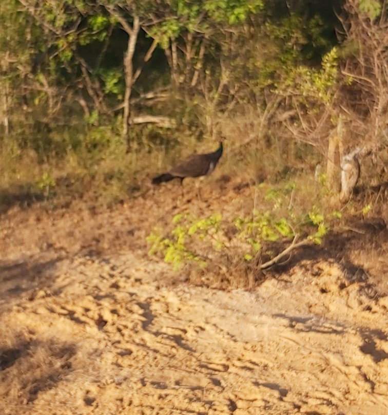 Yala Safari Holidays - Private Game Drives-雅拉国家公园必去景点