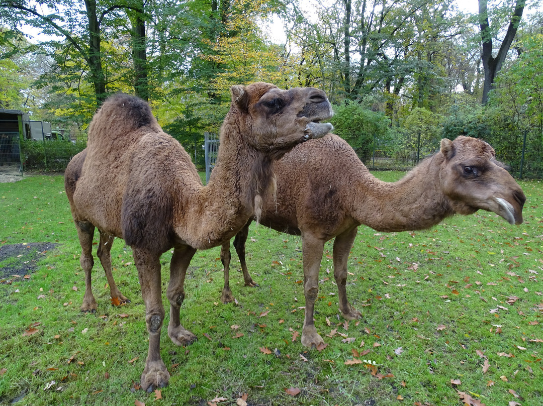 Tierpark Dessau-德绍必去景点