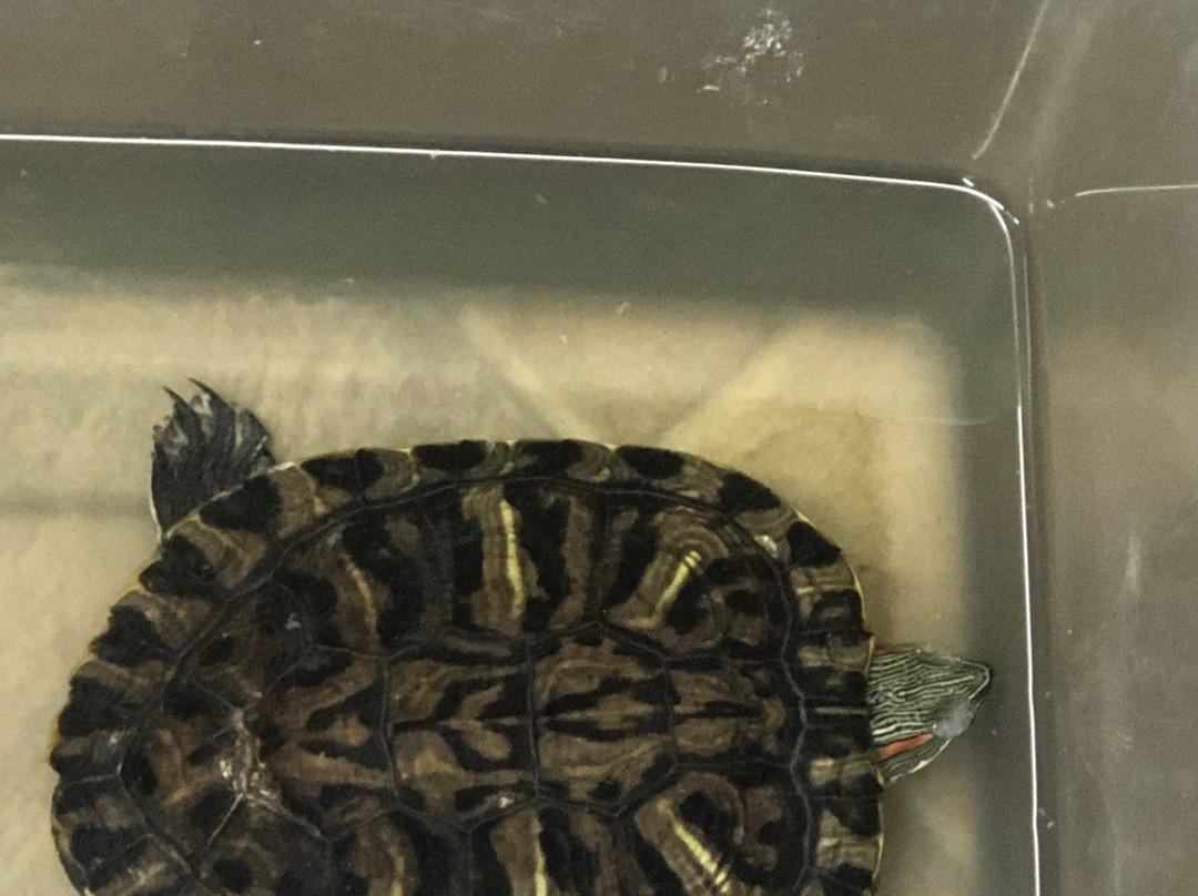 Texas Sealife Center-科珀斯克里斯蒂市必去景点