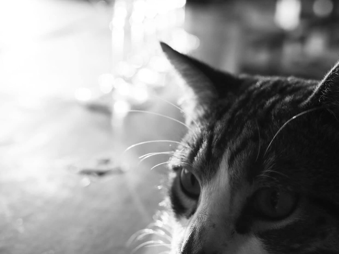 Vinovium-Johnson City必去景点